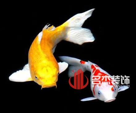 办公室国产免费叼嘿网站免费风水之养殖金鱼.jpg